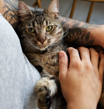 Cuidados para las alergias en la piel de los gatos