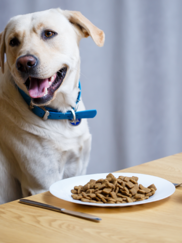 Tendencias en alimentación para perros