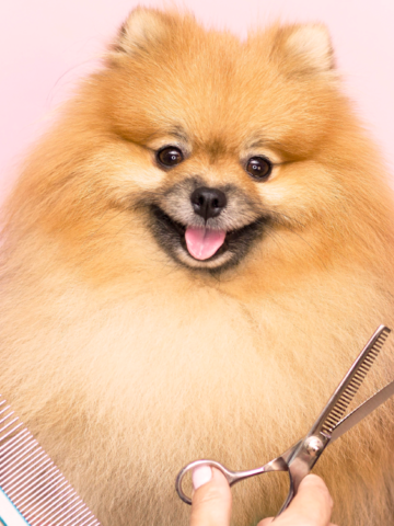 Razas de perros peludos que necesitan cuidado especial en su pelaje