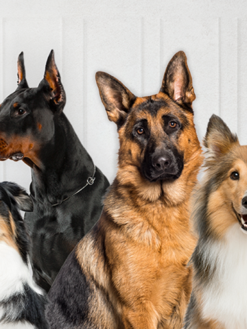 Razas de perros que se destacan por su inteligencia