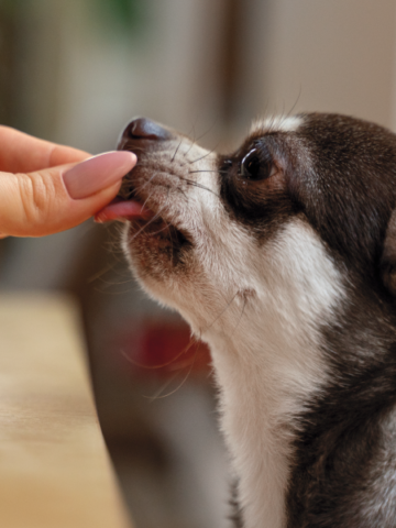 Cada cuánto debe ser la desparasitación en perros