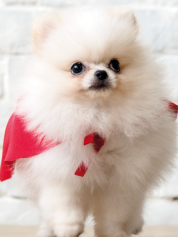 Por qué una loción especial para perro macho y otra para hembra