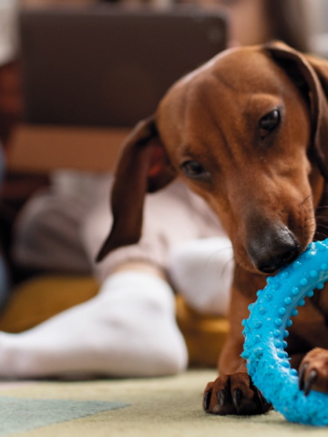 Los perros más adecuados para vivir en un apartamento